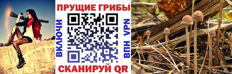дарнет шоп  ссылка на мегу ONION  Псилоцибиновые грибы Magic Shrooms  Махачкала 
